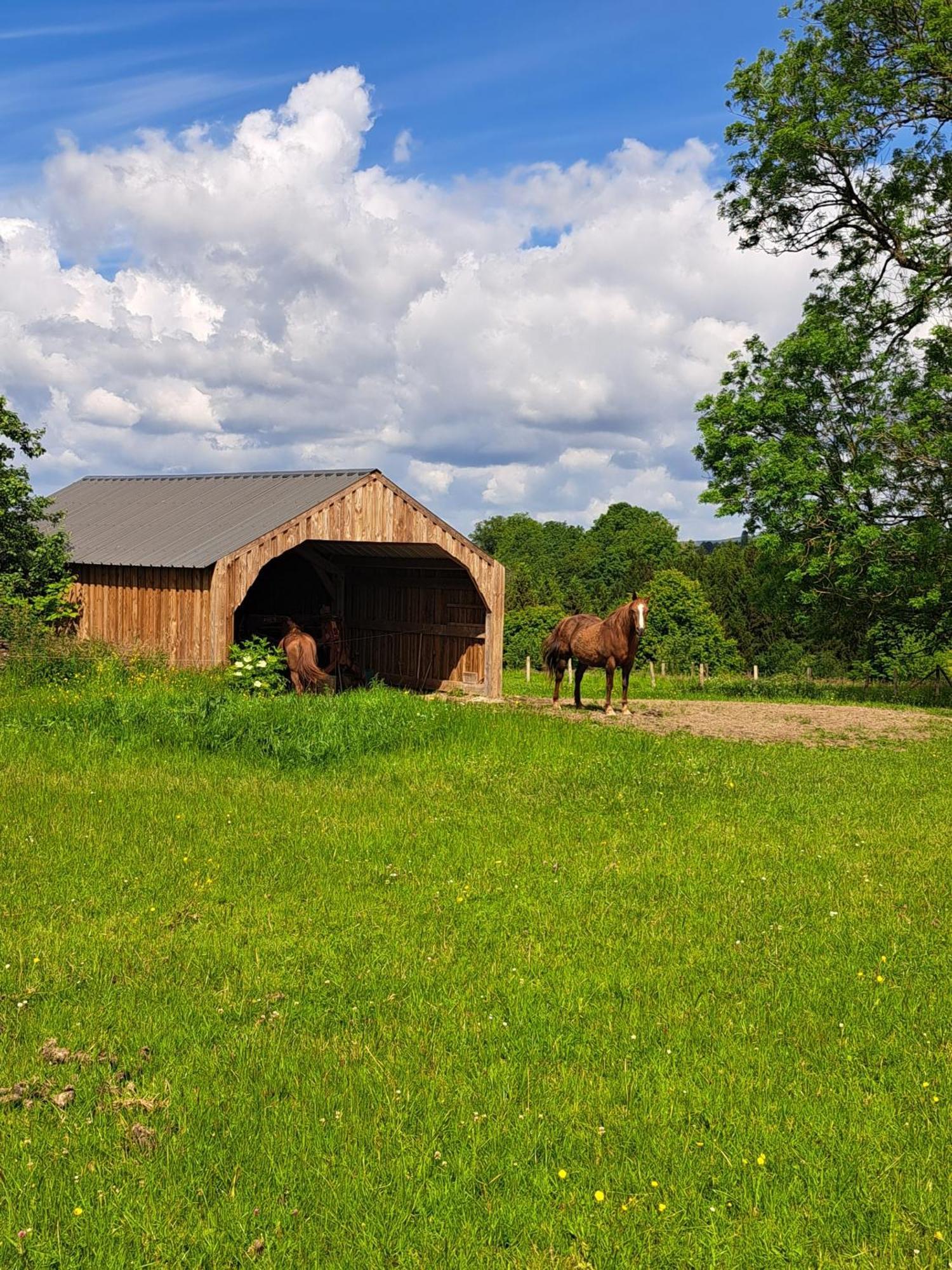 Gite L'Olivier A Filly - Nadrin, Entre Houffalize Et La Roche-En-Ardenne Buitenkant foto